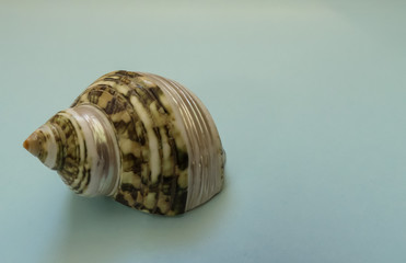 Vintage lustrous whorl shell from  a marine gastropod, with mottled brown pattern and silvery nacre showing, mounted on blue card.