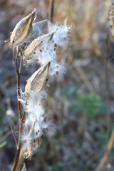 Asclepias syriaca