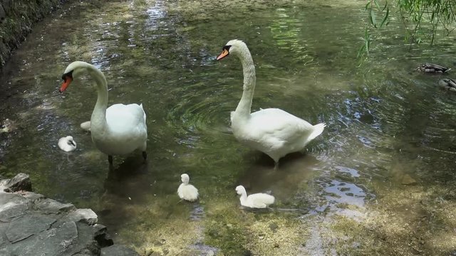 Schwan Junge 
