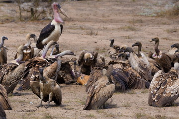 Obraz premium Tanzania. Birds vulture in Selous park
