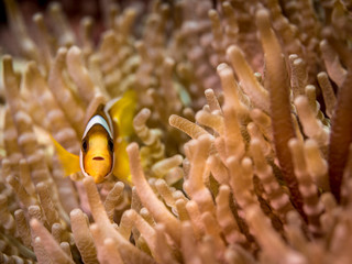 Fototapeta na wymiar Anemonenfisch Nemo in Anemone im Meer bei den Philippinen