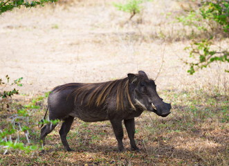 Tanzania. Boar graze in Selous park