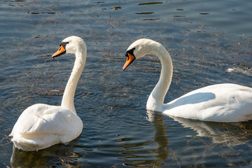 Obraz premium A pair of white swans Cygnus olor feeding on aquatic plants on the lake in Goryachiy Klyuch. Krasnodar region.