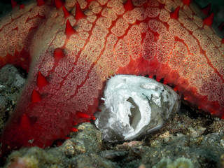 Seestern frisst einen toten Fisch