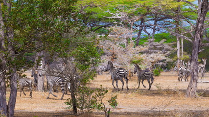 Tanzania. Zebras graze in Selous park