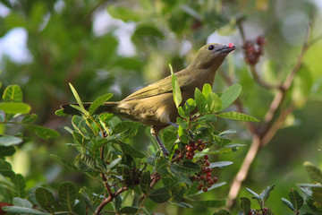 Summer Tanager eating berries