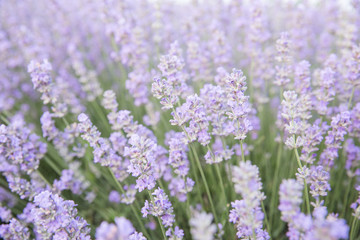 Fototapeta premium Purple fields of lavender, organic growing of scented flowers