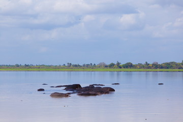 Fototapeta premium Tanzania. Hippos in Selous park