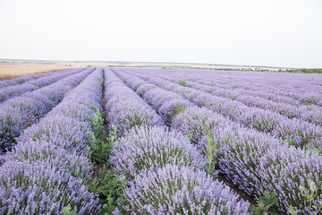 Naklejka na ściany i meble Purple fields of lavender, organic growing of scented flowers