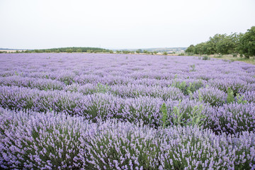 Purple fields of lavender, organic growing of scented flowers