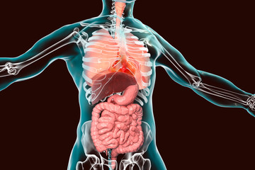 Human body anatomy, respiratory and digestive system - obrazy, fototapety, plakaty