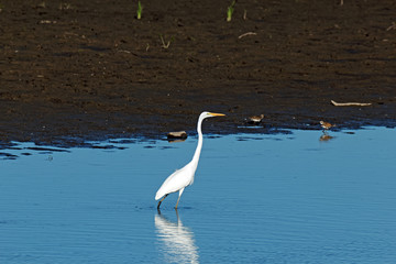 A Great Egret stands in the water along a shoreline. These large white herons will stalk along a shoreline hunting for fish and frogs.