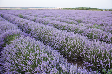 Obraz na płótnie Canvas Purple fields of lavender, organic growing of scented flowers