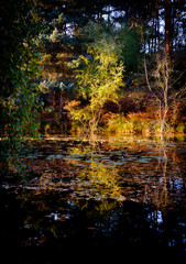 Golden green and orange autumn trees and reflections in a lake - in evening light