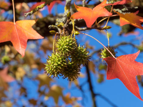 Feuilles et capsules fruits du copalme d'Am&eacute;rique ou Liquidambar (Liquidambar styraciflua)