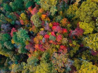 Fototapeta na wymiar Aerial Drone view of overhead colorful fall / autumn leaf foliage near Asheville, North Carolina.Vibrant red, yellow, teal, orange colors of the Hardwood trees in the Appalachian Mountains.