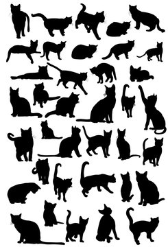 vector, isolated silhouette of cat, collection