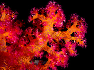 Detail einer leuchtend roten Weichkoralle im Roten Meer, Ägypten