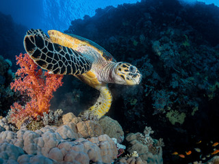 Obraz premium Schildkröte vor Korallenriff im Roten Meer in Ägypten
