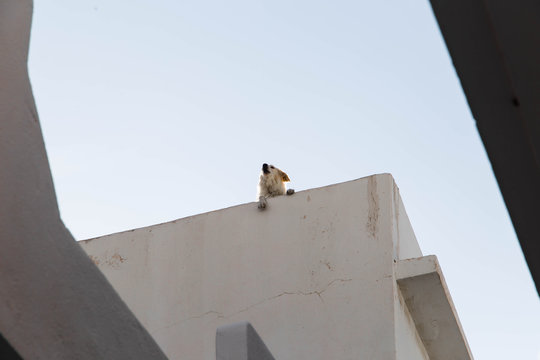Perro en azotea
