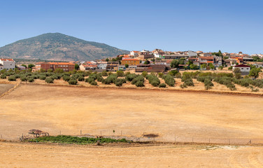 Olive trees in Andalusia