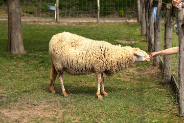 Fototapeta premium Common sheep that is caressed