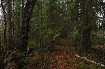 Obraz premium The breath of autumn