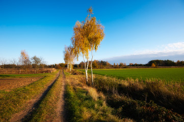 Naklejka premium yellow trees in autumn