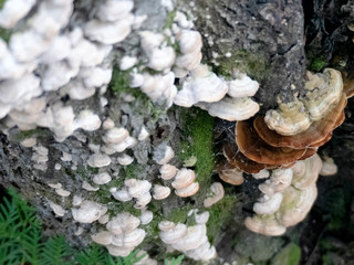 Champignon sur tronc d'arbre