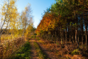  yellow trees in autumn