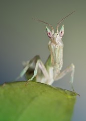 Pseudoharpax virescens mantis poses 