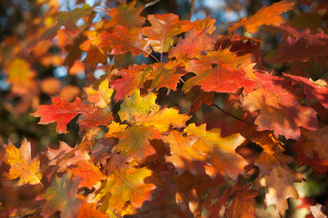  yellow trees in autumn