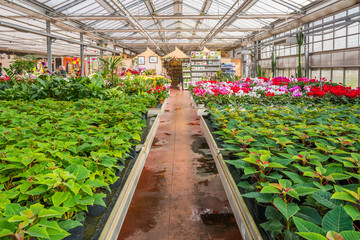 interior of an large greenhouse with blossoming seasonal flowers and plants nursery. Flowers and plants for sale. Trento, northern Italy, Europe