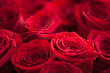 Fototapeta na wymiar Red roses