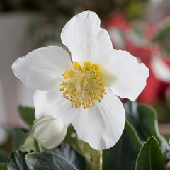 wundersch&ouml;ne wei&szlig;e Christrosenbl&uuml;te im Garten