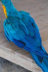 Fototapeta premium Loro