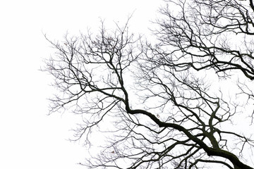 Silhouettes of branches against the sky
