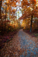  yellow trees in autumn