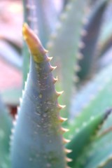 Tropical succulent aloe vera in macro shot