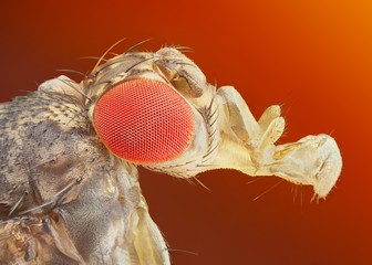 Drosophila melanogaster extreme sharp and detailed macro