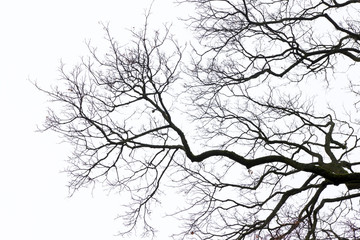 Fototapeta na wymiar Silhouettes of branches against the sky