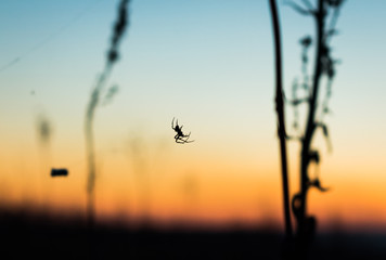 Spider silhouette on the background of a dawn sky
