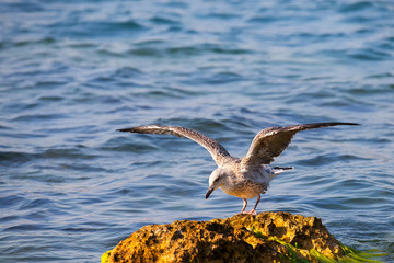 Seagull gets ready to fly