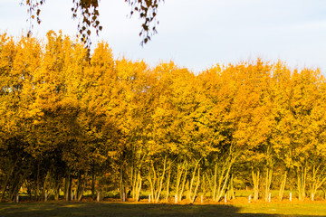 Fototapeta premium Blick auf herbstliche Bäume im Niendorfer Gehege in Hamburg