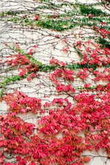 Red and green liana on the white wall