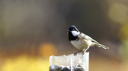 Little coal tit with eyes shining in the sun sits on a blurred background under the morning rays ...