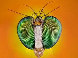 Extreme sharp and detailed macro of 2 mm long legged fly