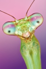 Prohierodula picta mantis macro, isolated
