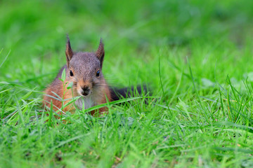 Junges Eichhörnchen bei der Futtersuche