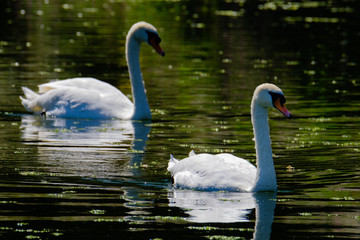 2 swans swimming together in a lake